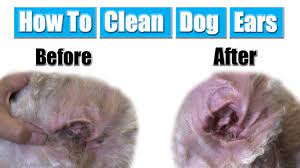 Do you have suggestions or a hub on how to clean. How To Clean Dog Ears Youtube