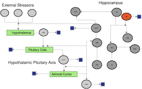 Network Diagram Of Sbml Model This Flow Chart Illustrates