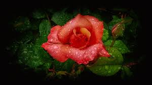 Image result for images of rose hd