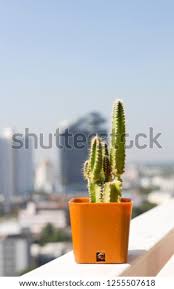 Seeds are usually dispersed by birds who consume the fruit. Shutterstock Puzzlepix
