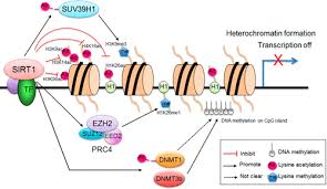 Sirtuins in Epigenetic Regulation