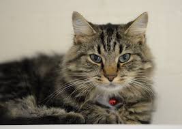Slevin My Sweet Norwegian Forest Cat Slash Short Hair What A Poser Norwegian Forest Cat Cats Forest Cat