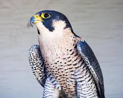 Peregrine Falcon Birds Of Prey Animals Peregrine Falcon Falcons Birds Of Prey Raptors Wildlife Nature Photography Bird Of Prey Photogr Birds Of Prey Hummingbirds Photography Cool Photo Effects