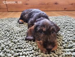 Image result for jezevčík drsnosrstý