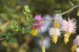 Image result for Alantsilodendron pilosum