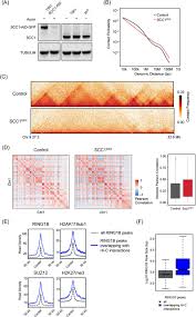 Check spelling or type a new query. Cohesin Disrupts Polycomb Dependent Chromosome Interactions Biorxiv