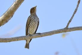 Image result for Phragmanthera dschallensis