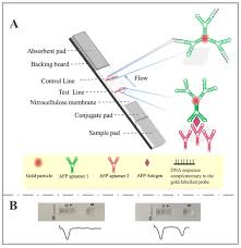 Image result for Modified Apt Test