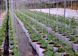 Sembari menunggu munculnya kecambah, anda bisa menyiapkan media tanam untuk bibit. Perkara Penting Mengenai Cocopeat Kebuna Putrajaya