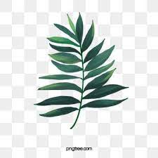 Watercolor Leaves Png Images Vector And Psd Files Free Download On Pngtree Cat Air Latar Belakang Ilustrasi