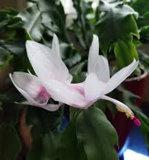 Is your christmas cactus blooming in november? Alan Pringle On Twitter One Of My Christmas Cacti Decided To Be A Valentine S Day Cactus Too