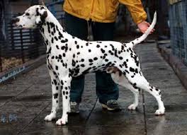 Image result for dalmatin