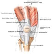 We did not find results for: Medial Patellofemoral Ligament Reconstruction Sydney Knee Specialists