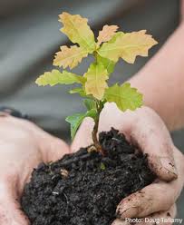 Image result for oak sapling