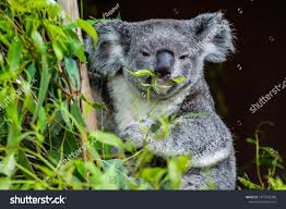 Animal U002f Wildlife Concept Beautiful Close Up View Of Cute Liitle Koala Bear Baby On The Eukalyptus Tree Eating Leaves Koala Bear Wildlife Animals Animals