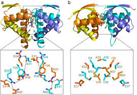 Entropic pressure controls oligomerization of Vibrio cholerae ParD2  antitoxin | bioRxiv