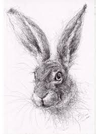 New Stock Original A4 Wildlife Drawing Of A Hare Animal Art By Belinda Elliott Ebay Animal Art Animal Drawings Scribble Art