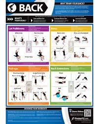 • best home back workout: Back Exercise Wall Poster