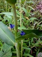 Image result for Commelina nyasensis