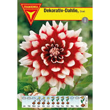 Dahl benannt … das herkunftswörterbuch. Schmuck Dahlie Duet 1 99 Online Kaufen