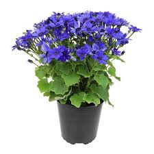 Pericallis 'Deep Blue' | Cineraria, Plants, Beautiful Flowers