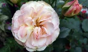 Feb 01, 2021 · before you buy a bouquet﻿, check out these flower meanings for popular blooms like roses, tulips, lilies, and peonies, to make sure you send the right message. English Roses The 15 Most Popular And Beautiful Varieties
