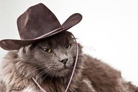 Cowboy Cat. Gray cat wearing cowboy hat against white background ,  #Affiliate, #Gray, #cat, #Cowboy, #Cat, #wearing #ad | Cat stock, Grey cats,  Cowboy