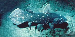 Image result for Coelachne