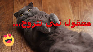 أسباب نوم القطط على ظهرها لماذا تستلقي القطط على ظهرها عشاق القطط حول العالم Cats Animals Lockscreen