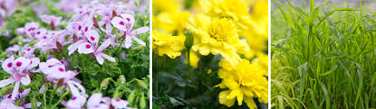 Marigolds are easy to grow annual flowers, which emit a strong fragrance that repels mosquitoes. Mosquito Repelling Plants Salisbury Greenhouse Ab
