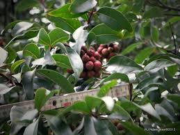 Image result for Olinia rochetiana