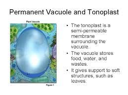 Lors de la germination, il y a une entrée d'eau, et les fragments de vacuole fusionnent. Cell Structure Revision Animal Plant Animal Cell Plant