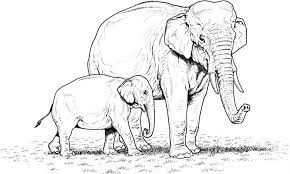 Free printable of elephant coloring pages are a fun way for kids of all ages to develop creativity, focus, motor skills and color recognition. Indian Elephant Baby And Mother Coloring Page Super Coloring Elephant Coloring Page Animal Coloring Pages Indian Elephant