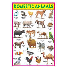 domestic animal chart