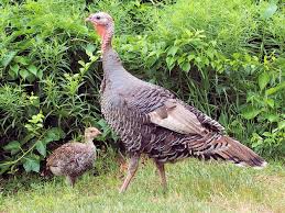 Blessed by a mediterranean climate and a rich. Wild Turkey Bird History And Culture
