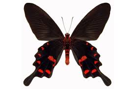 Image result for Pouchetia