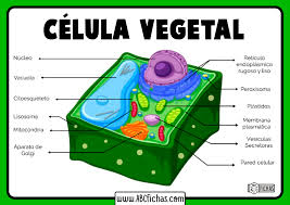 Lee la información y realiza lo que se solicita para cada parte del árbol. Dibujo De Celula Vegetal Y Sus Partes Abc Fichas