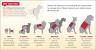 Emotional Support Animal Vest