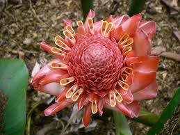 Image result for Etlingera elatior