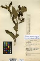 Image result for Vernonia adoensis