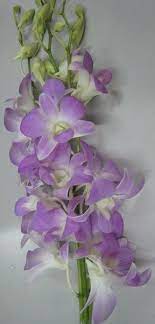 Lucy Pink Dendrobium Orchids Flowers By Category Dendrobium Orchids Orchids Orchid Flower