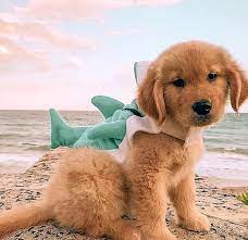 Golden retriever puppies for sale in ny. Golden Retriever Puppies For Sale Our Golden Retriever Puppies Are Now Ready To Join Their Forever New Homes Massage Us For More Info And Pics If Interested Please Like And Share