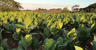 Signs and symbols can be used for web, logo, mobile app, ui, ux tobacco outline icon. A Virus Like Covid 19 Vaccine Is Being Grown In Tobacco Plants