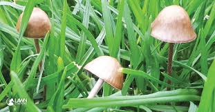This page will teach you how to make basic observations. Mushrooms And Other Fungi S Lawn Solutions Australia