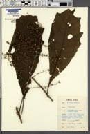 Image result for Vernonia congolensis