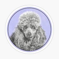 Maybe you would like to learn more about one of these? Apricot Toy Poodle Stickers Redbubble