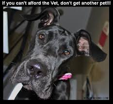 If You Can T Afford The Vet Don T Get Another Pet Antler Dog Chew Great Dane Dogs Best Dog Toys