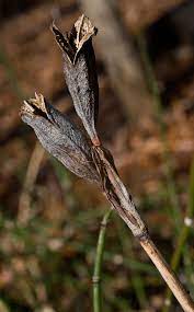 You may get one, or no, or many, pods per clump of iris. Siberian Iris Seed Pod 2 Photograph By Douglas Barnett