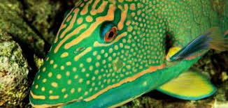 كيف ينام السمك في الماء معلومة ثقافية