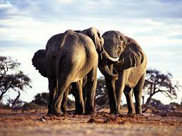 Animals Wallpapers For More Animals Wallpapers Visit My Website Http Www Locco Ro Or Follow Me Wild Animal Wallpaper Elephant Wallpaper Elephant Images Hd